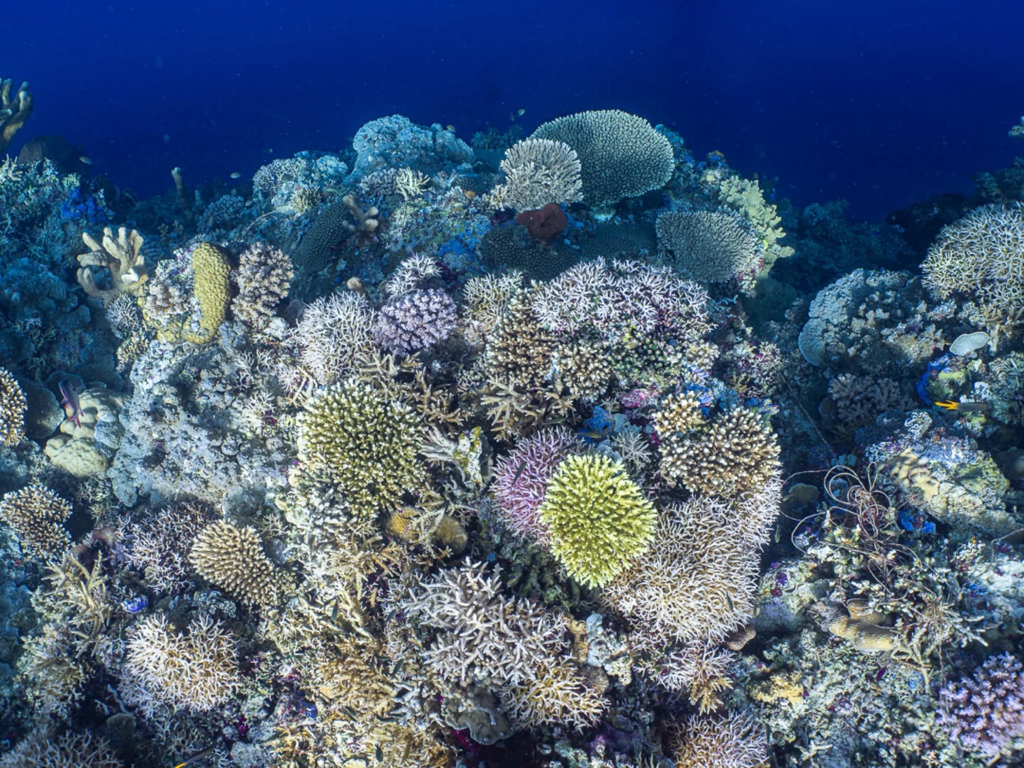 Underwater at Top Reef Atoll