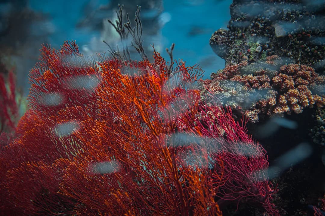 Soft coral and reef detail underwater