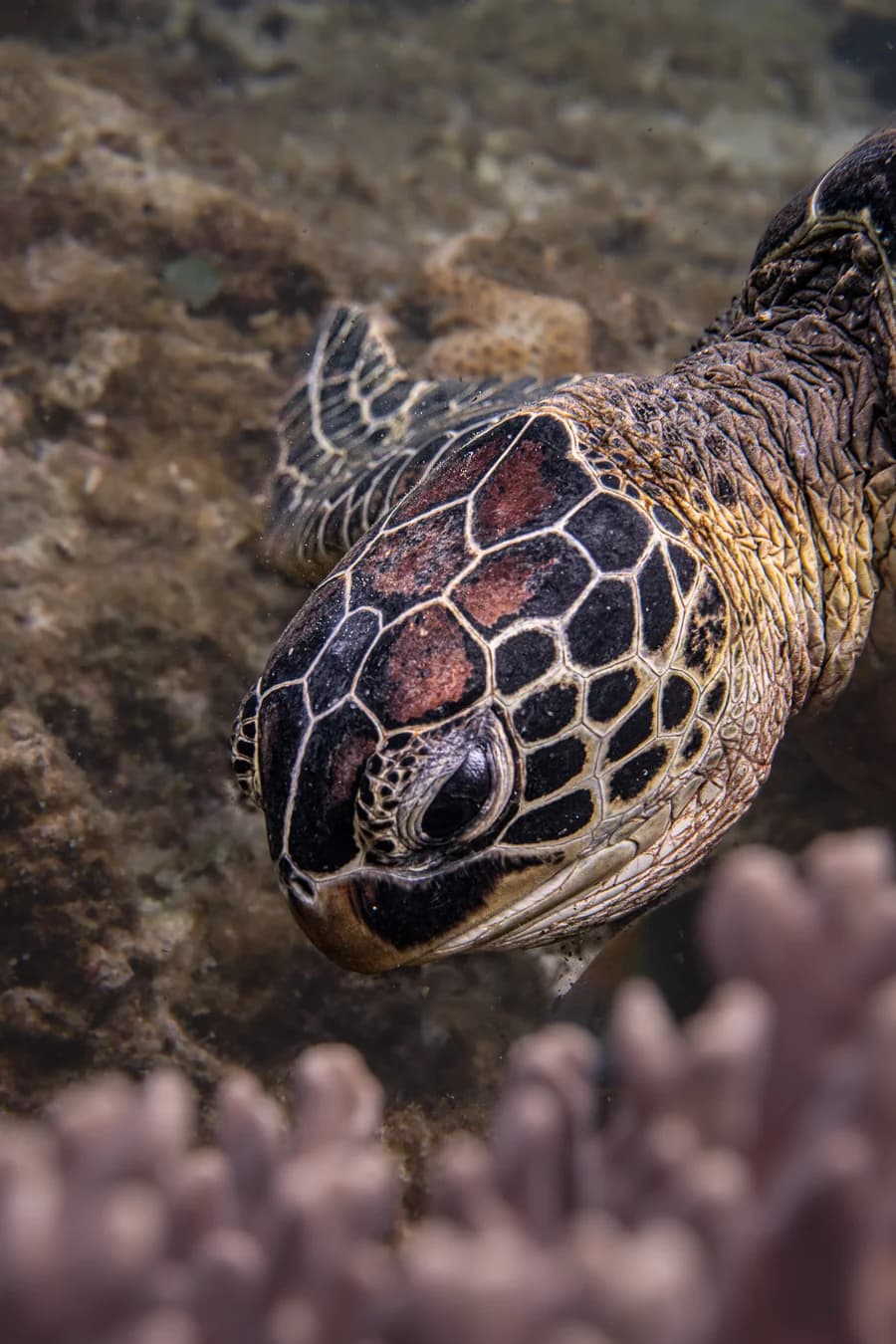 Sea turtle swimming over a reef